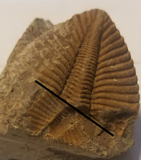 trilobite maaaaybe