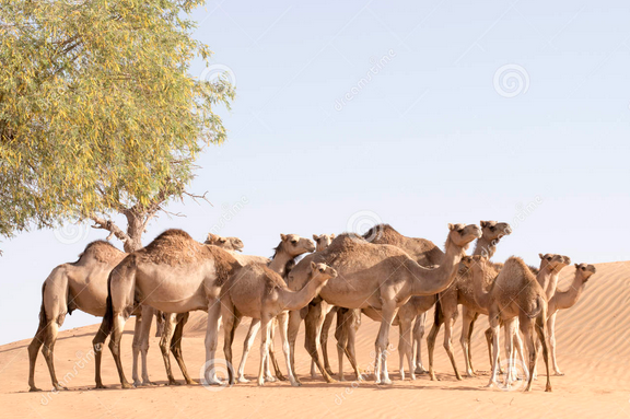 MANADA DE CAMELLOS ATACANDO Y ROBANDO en BARCELONA