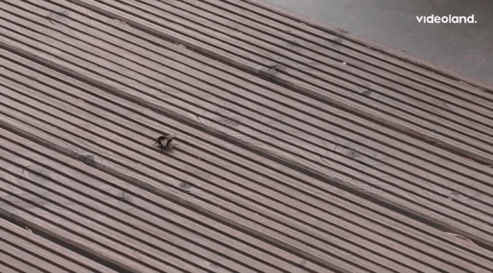 74d07339b2bc284384876b9cb2ef1bb2.gif