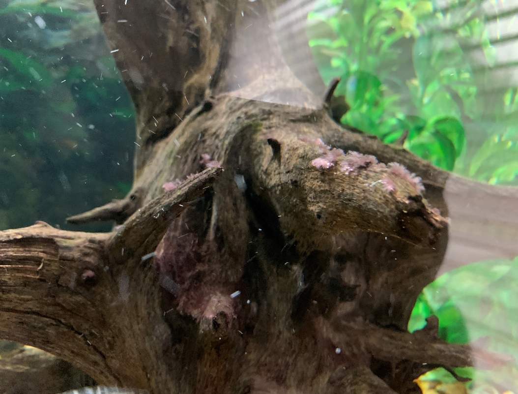Algae on driftwood? r/Aquariums