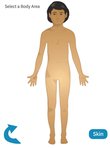 Child Homunculus