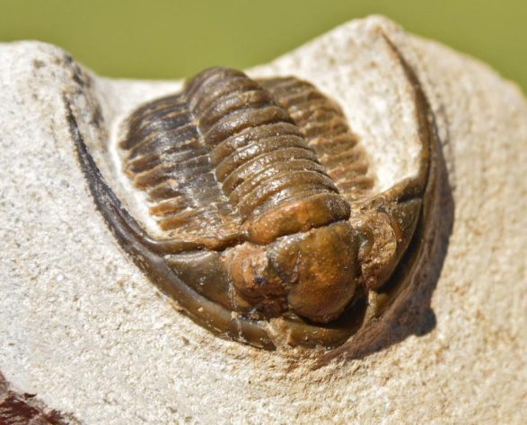 Ammonites + Trilobites - Is It Real? How to Recognize Fossil ...