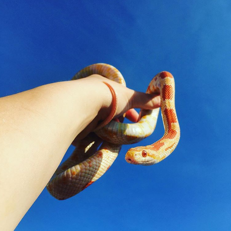 How old is my corn snake? r/cornsnakes