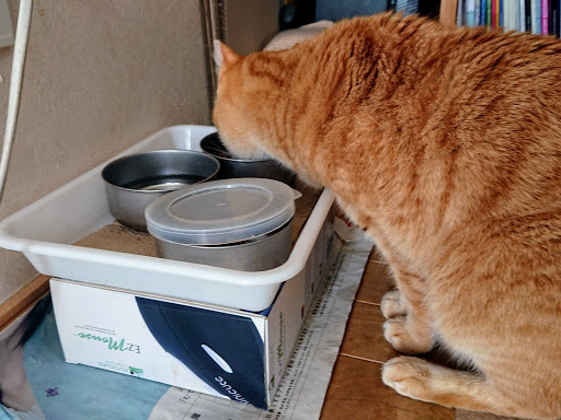 [写真]マウスの空き箱に載った餌を食べるドーラ