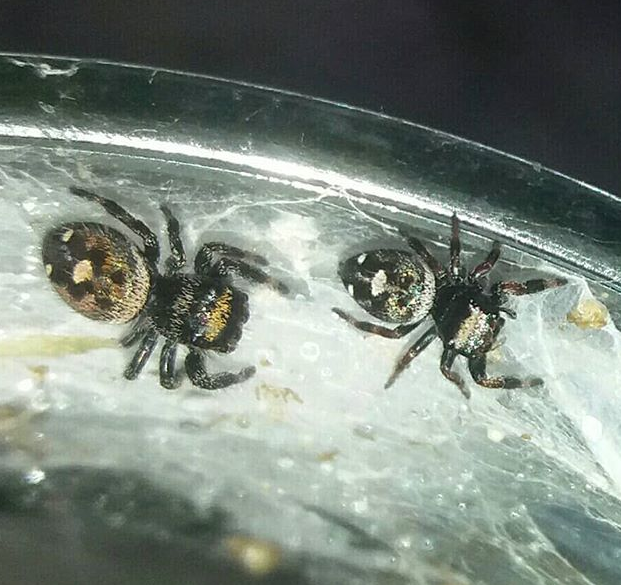 Regal jumping spider slings Tarantula Forum