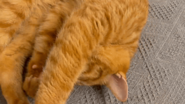 78bd3541ed16234f0b6983bcd5fcf116.gif