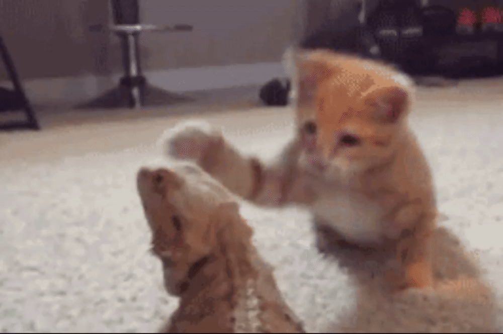 78c95577e141ea09763bcd6736e317a4.gif