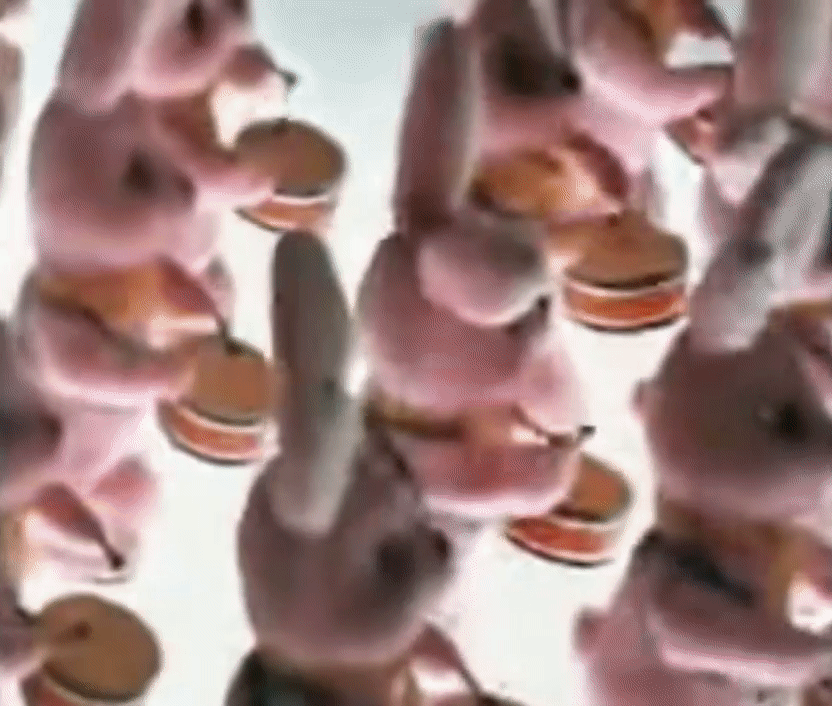 78f3e18137d362a8f482b1000494fa59.gif