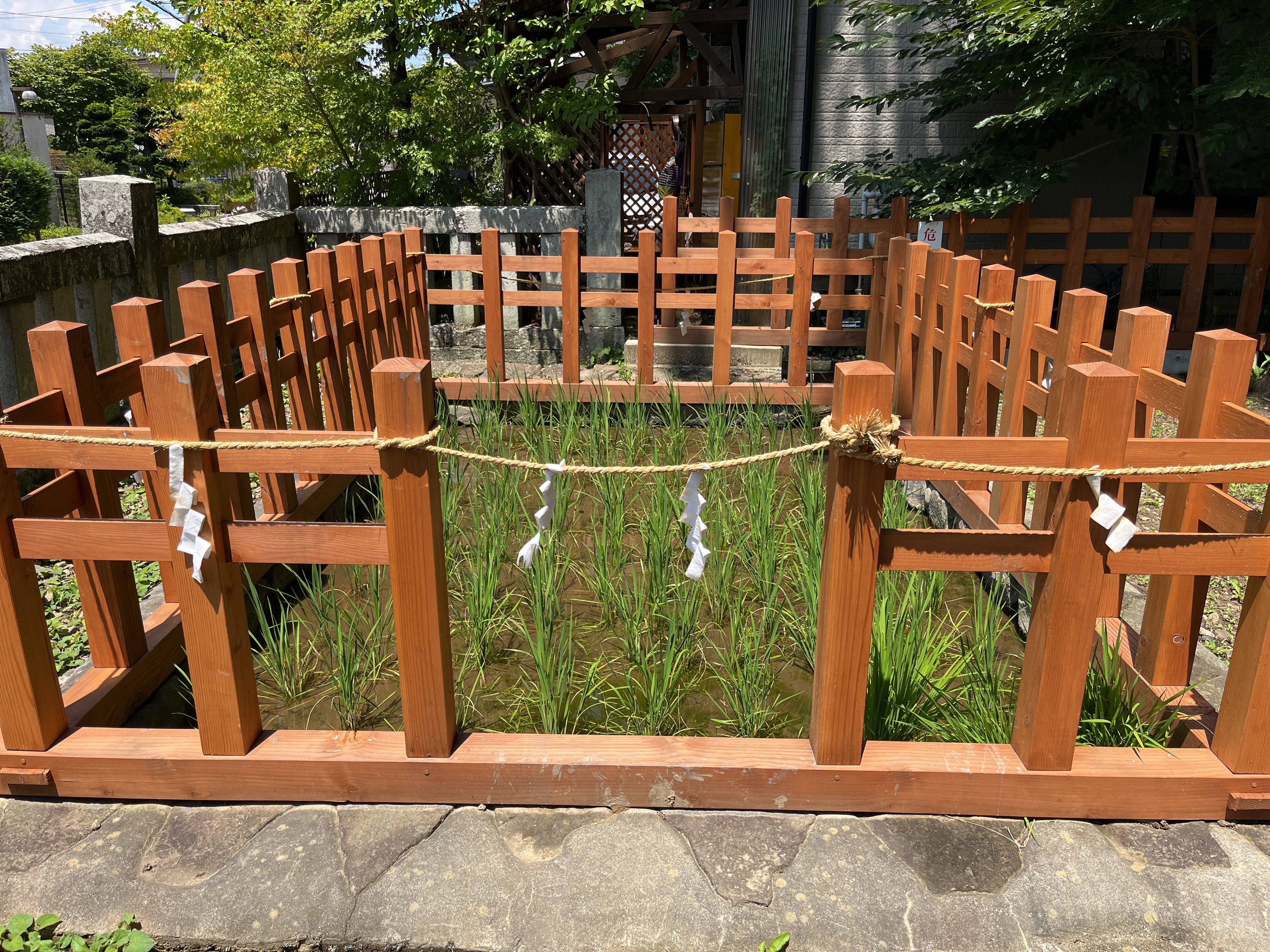 稲のある田