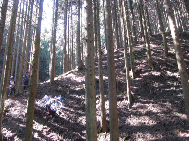 新歓サイクリング2009-4-11北山杉の森