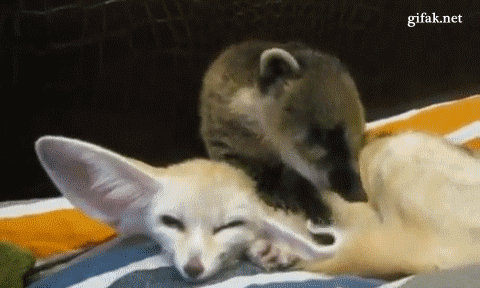 7ccc22477bae4b3bb0773294dcfa3224.gif