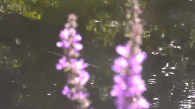 80a356b8f580613d0fc7dcd51bd17c7c.gif