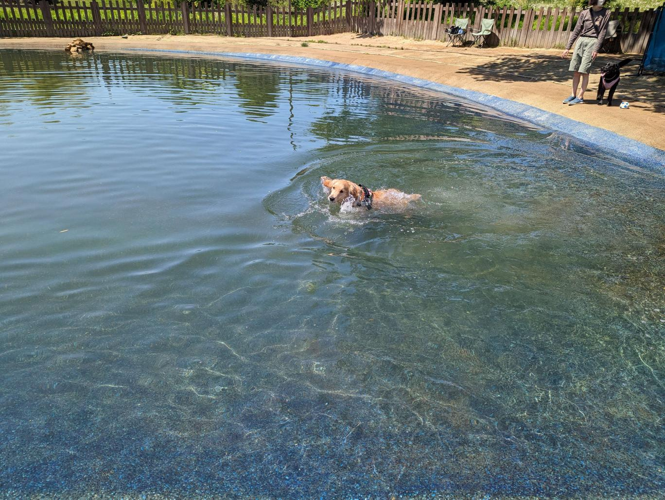 ゴールデンレトリーバーが広い犬用のプールで泳いでいる様子