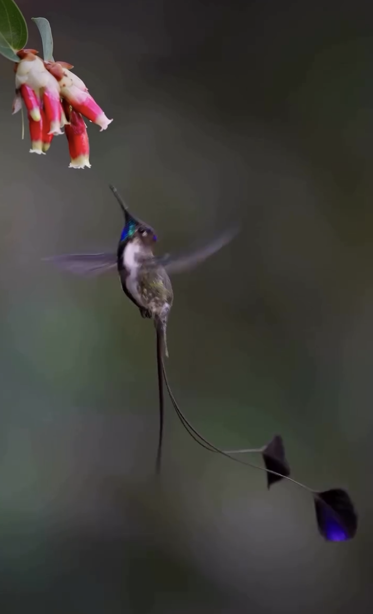 82d70e2e62a33185808145c9e3731f7f.png