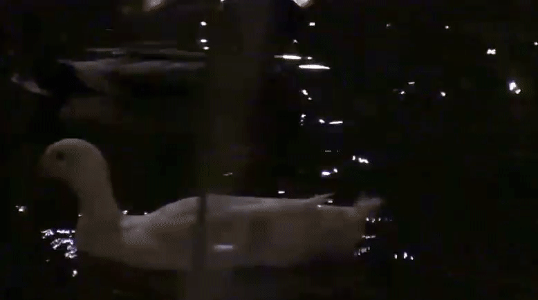 830a734a50ba48515d32d04ed3264177.gif