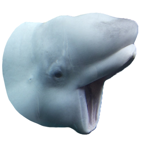 84ba1944e973c9ad8b78b02fad7a1943.png