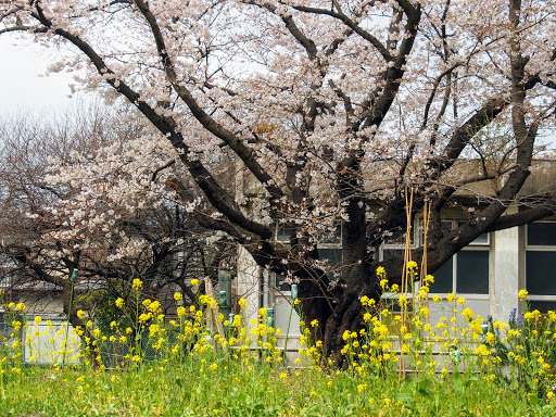 [写真]菜の花と桜