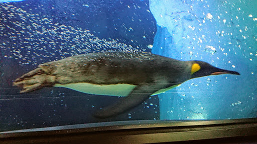 [写真]泳ぐペンギンを撮るのは難しい