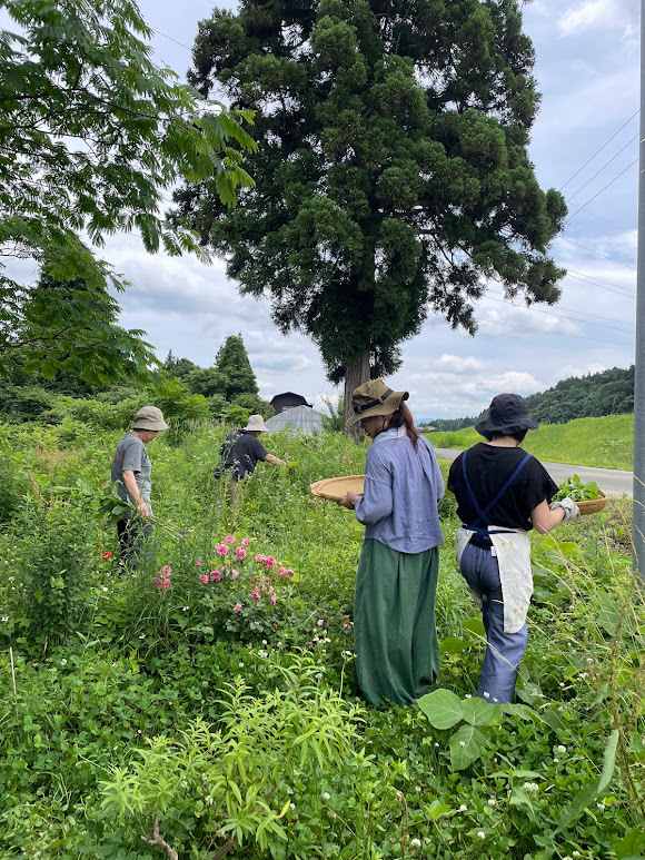 穏やかな光と植物