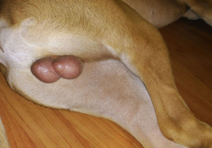 foto de las PELOTAS de mi PERRO enormes y venosas