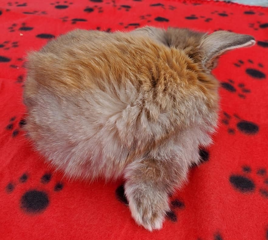 Blue Tort Otter? | Rabbit Talk - Meat Rabbit & Farming Forum