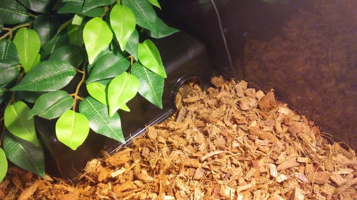 Normal 🐍 r/ballpython