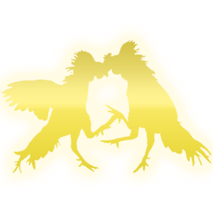 sabung ayam