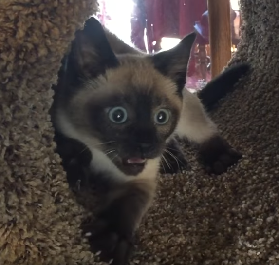 My sister's cat spazzing out in his new cat tree. r/videos