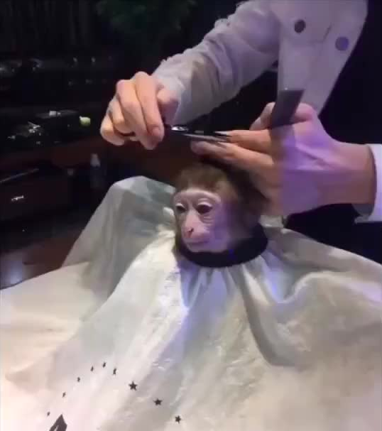 Higher Quality Screencap Template Monkey Haircut Know Your Meme