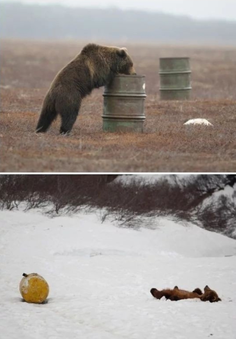 Russian Bear Huffs Jet Fuel & Passes Out r/ANormalDayInRussia