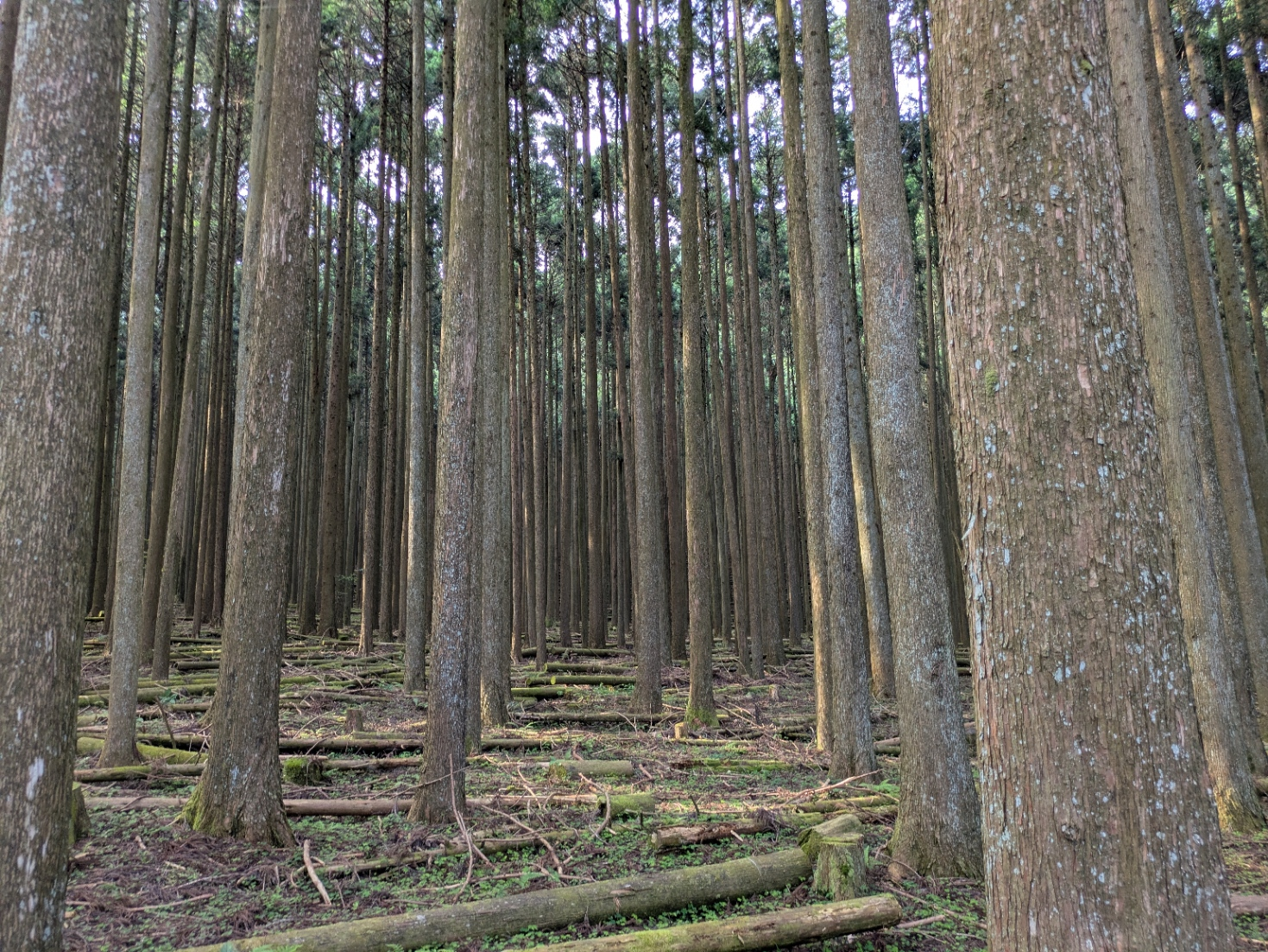 等間隔に植えられ、ほぼすべての枝が伐採されている光景が奥まで広がる松林の写真