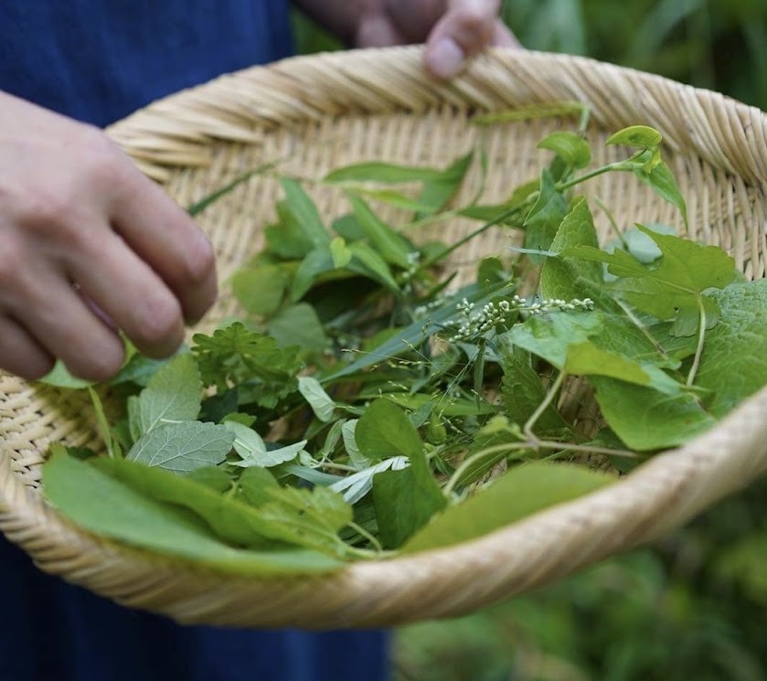 野草を摘む手元