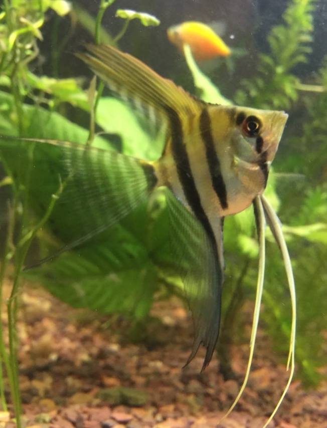 Identify the Gender! -Angelfish | Aquarium Forum