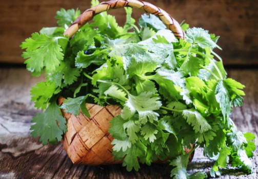 Cilantro: Descubre Como Conservarlo Fresco Por Mucho Tiempo - Chapin TV