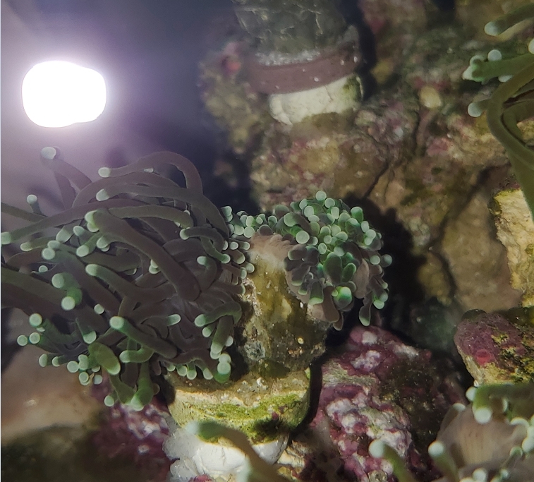 Torch Coral Receding Skeleton but Full Polyp Extension REEF2REEF