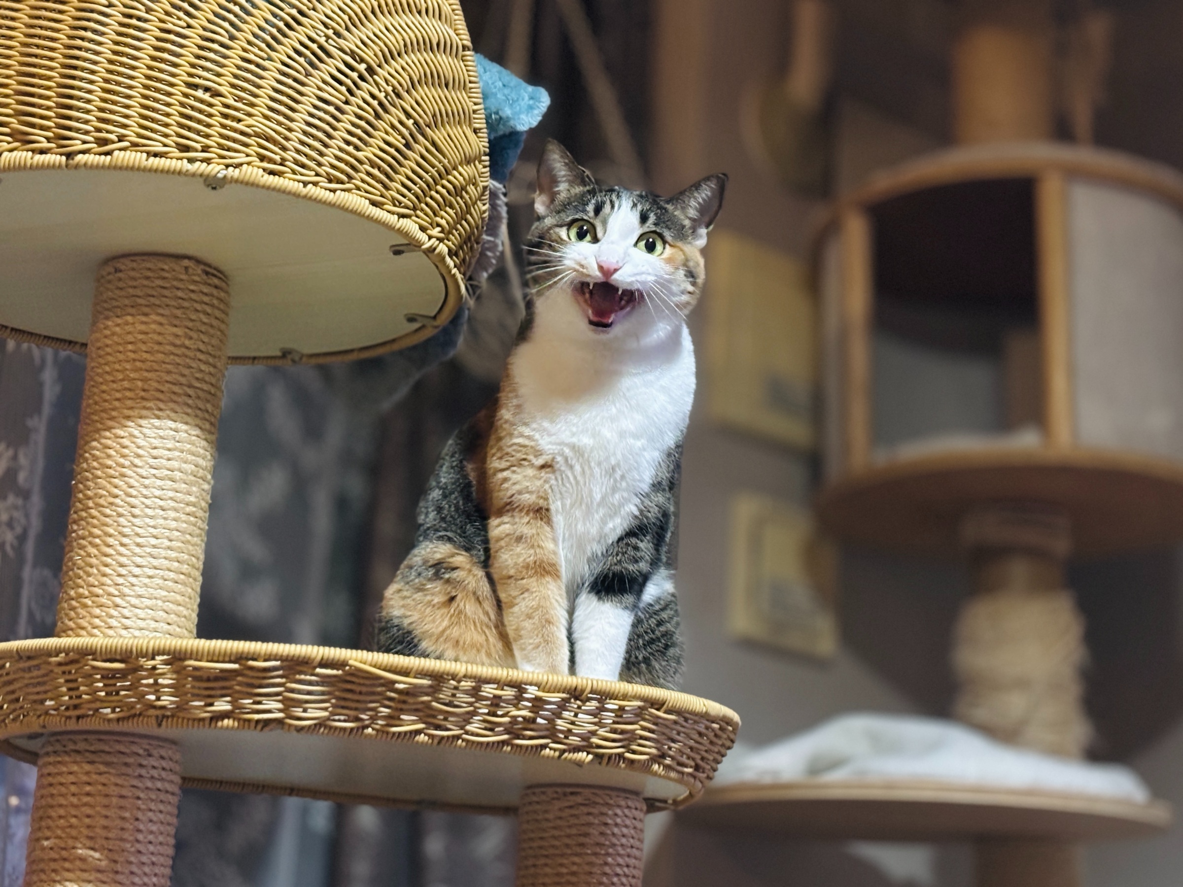 20250110 喋る猫、喋る僕