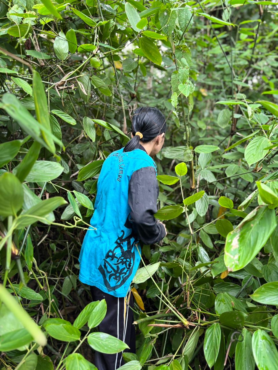 Pengrajin Dayak menganyam dengan rumput Bamban