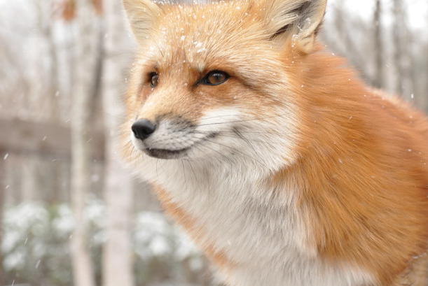 犬みたいな猫みたいなかわいい動物 キツネを紹介 ペットびより