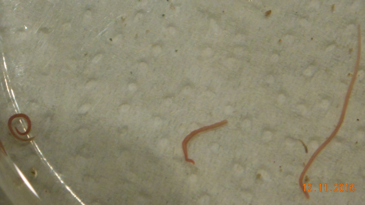 По стенкам аквариума ползают маленькие белые червячки