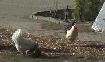 a3566ef7d19b8b3fb5f8cff89418c45e.gif