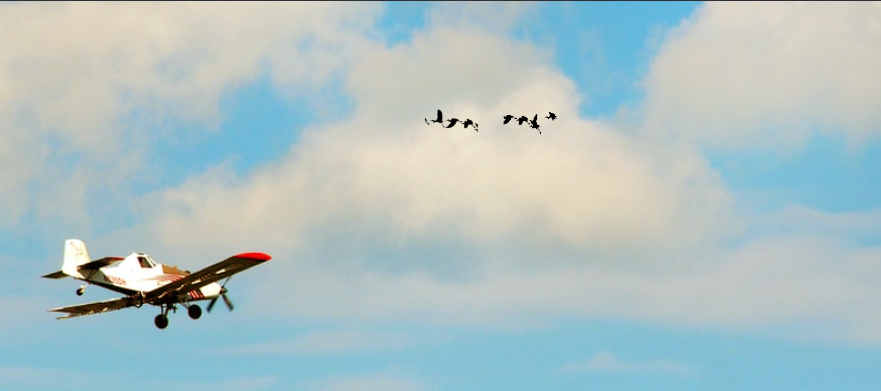 CSS: Flying Bird Over Blue Sky – Learn Scratch SG