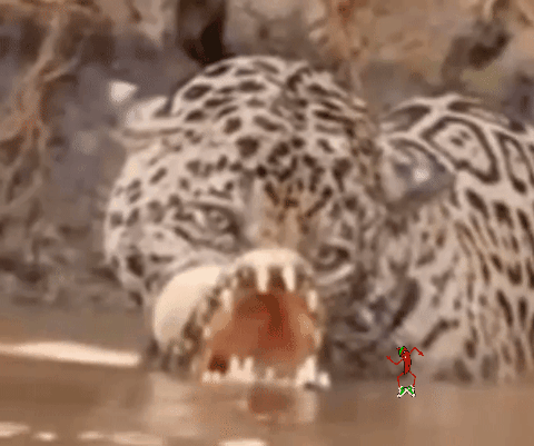 jaguar vs cocodrilo gif