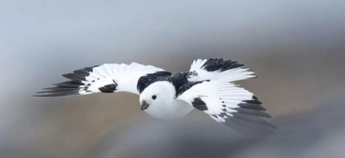 a82cc53157749e12f6e3efffd453e1f9.png