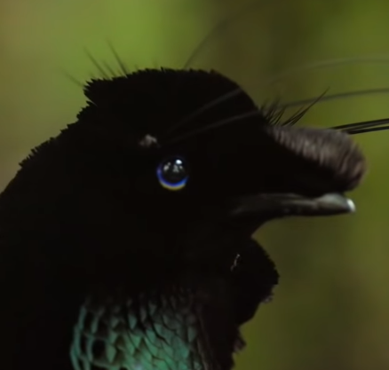 Why Do Birds' Eyes Change Colors?