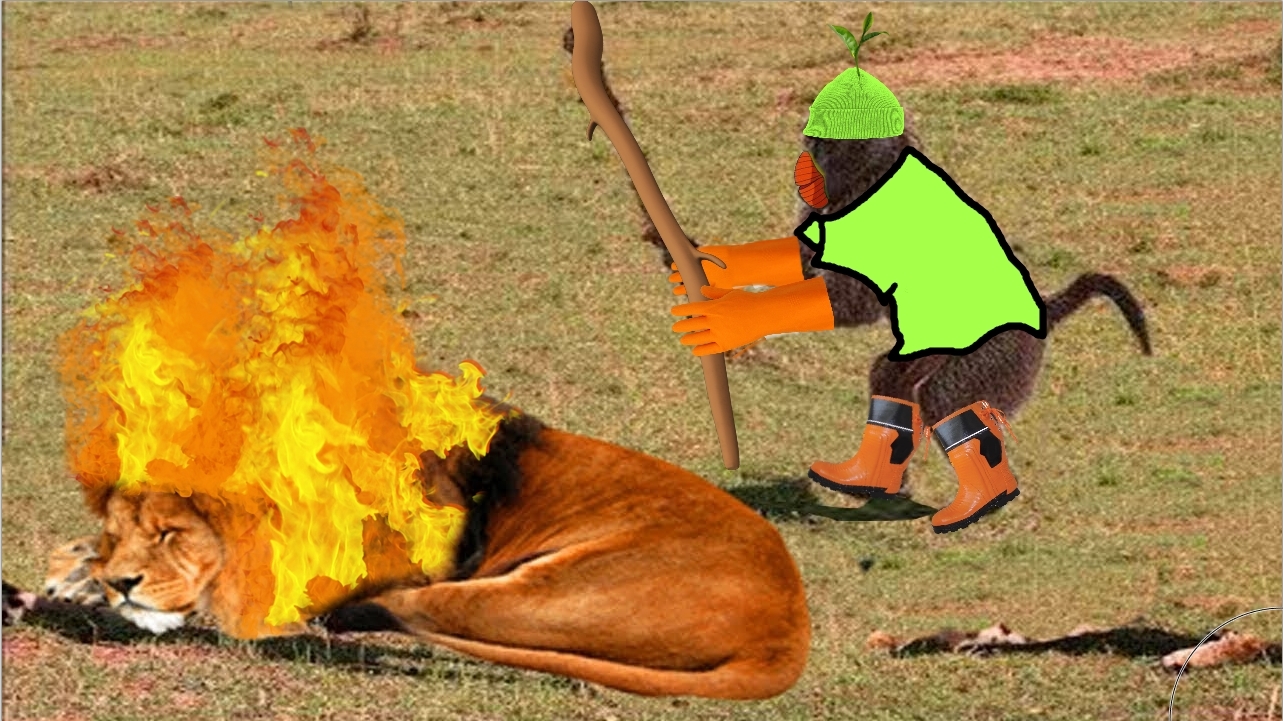 Pyroar vs Grookey : r/pokemon