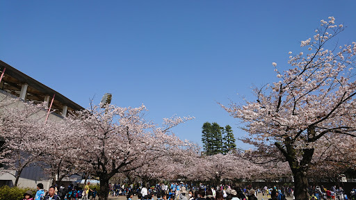 [写真]等々力緑地の桜はすでに半分散っている