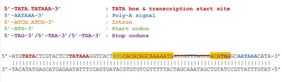 5 TATA TATAAA 3 TATA Box Transcription Start Chegg