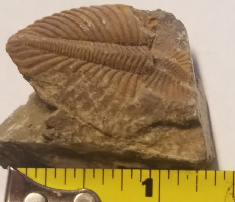 trilobite