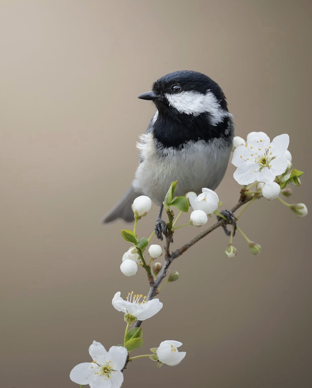 b8123b311b924dd0c2c61b131a5f61eb.png