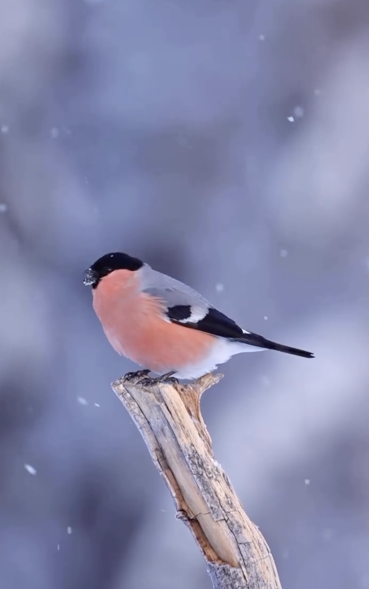 ba490052ab552e7eae77eb862ef124f2.png